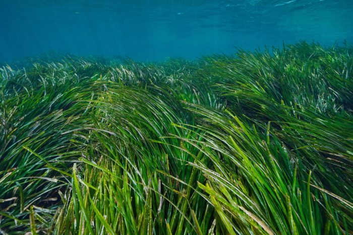 Sea grass underwater Mediterranean Posidonia oceanica