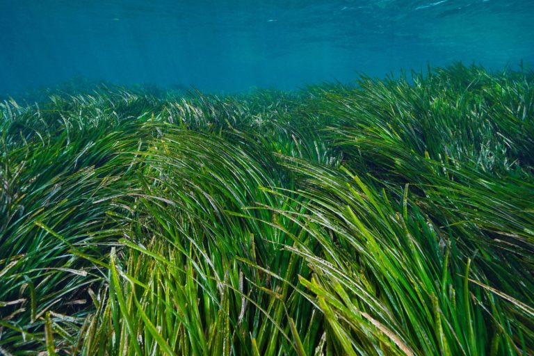 Sea grass underwater Mediterranean Posidonia oceanica